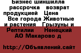 Бизнес шиншилла, рассрочка - возврат продукцией › Цена ­ 4 500 - Все города Животные и растения » Грызуны и Рептилии   . Ненецкий АО,Макарово д.